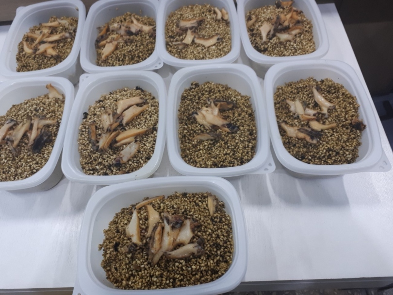 96dd4d2bff6080ed63858e7728fc007f_1764831